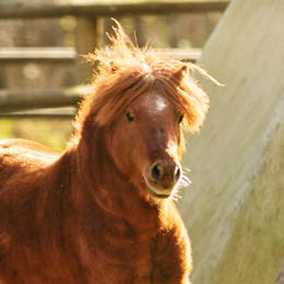 Marco - Pony Bram's Ranch
